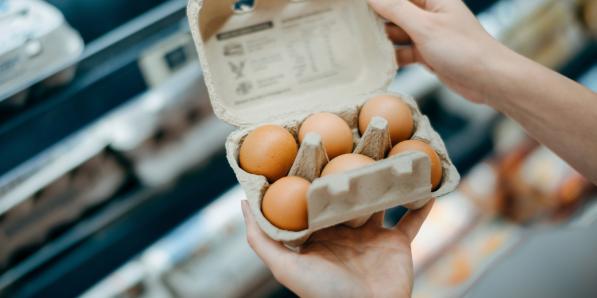 oeufs fipronil