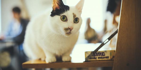 alt_catcafé