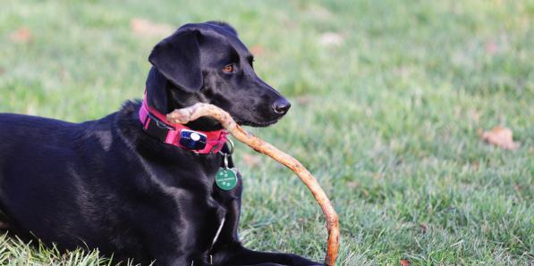 chien collier électrique