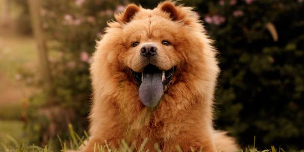 alt_chowchow