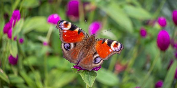 un papillon