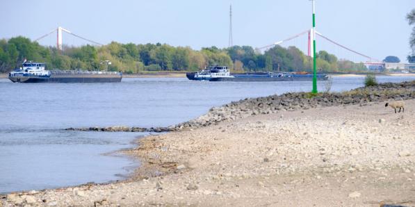 Rijn waterstand