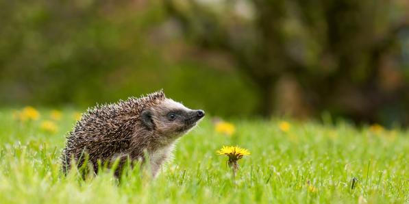 Egel bloem