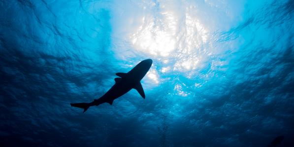 requin