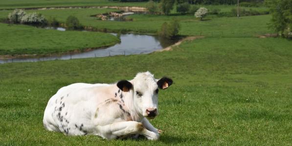 En Belgique, une exploitation sur deux est consacrée à l'élevage. La répartition de la valeur de production est la suivante: 37% de lait, 26% de porcs, 18% de bovins, 15% de volailles et 4% d'autres (oeufs, etc.).