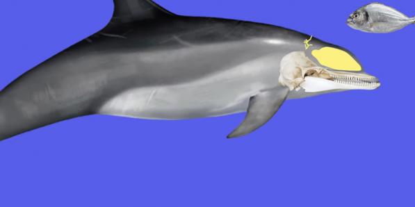 Dolfijn hersene