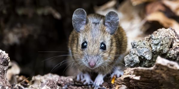 alt_rats