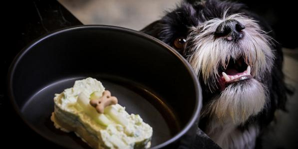 Le Fiuto, un restaurant italien, propose des plats gastro pour chiens.