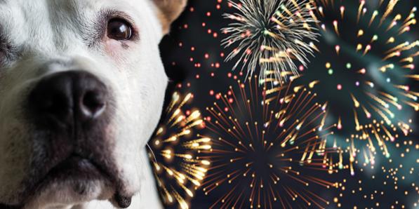 Animaux feux d'artifice - Getty