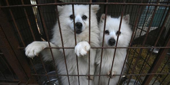 Le commerce de la viande de chien pour la consommation humaine interdit en Corée du Sud.