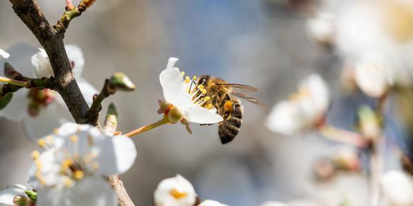 bijen bloesem