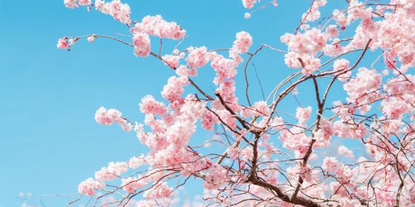 Cerisier japonais.