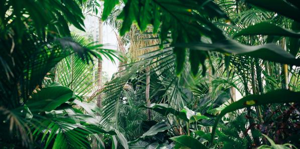 5 jardins botaniques à visiter pour changer des serres de Laeken