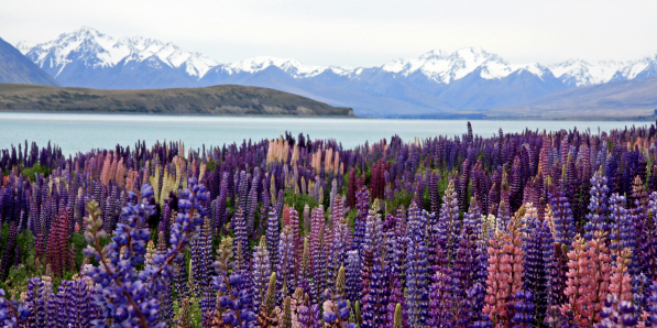 Entre les cerisiers en fleurs et les tapis de jacinthes, la Belgique compte de superbes paysages fleuris. Et si vous poussiez la balade (un peu) plus loin?