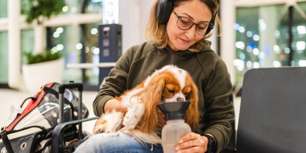 Chiens aéroport - Getty