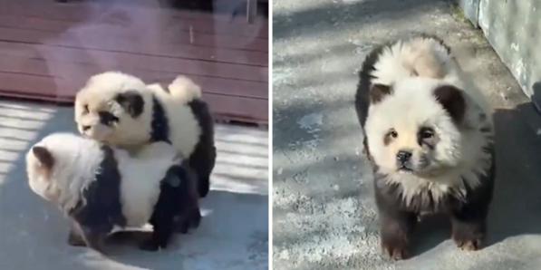 Des chiens déguisés en pandas dans un zoo chinois.
