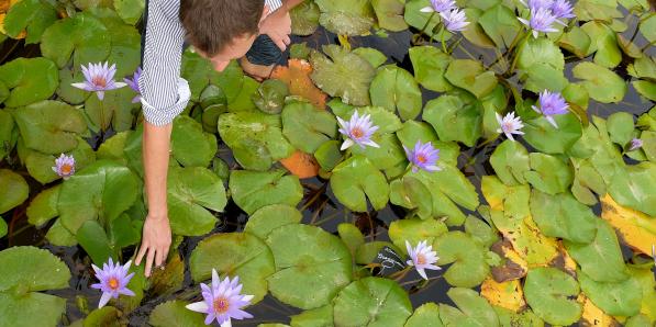 Les jardins de nénuphars qui ont inspiré Monet