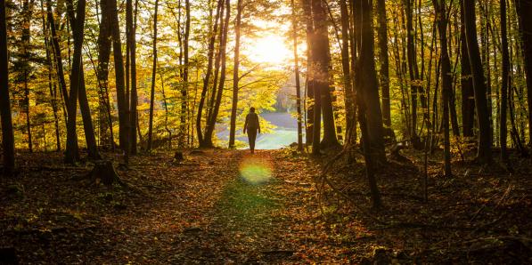 Wandelen bos getty