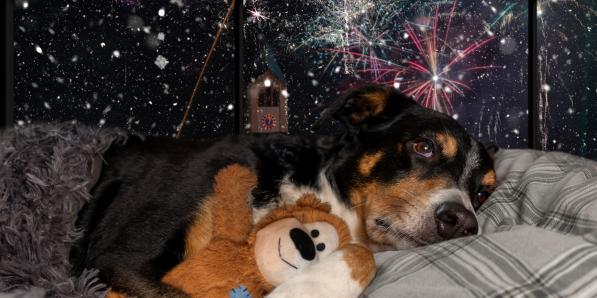 Animaux feux d'artifice - Getty