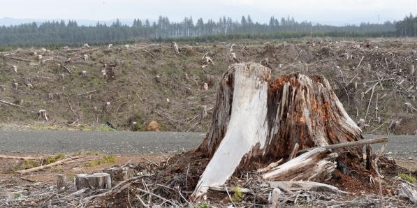 Coupe rase dans l'Oregon