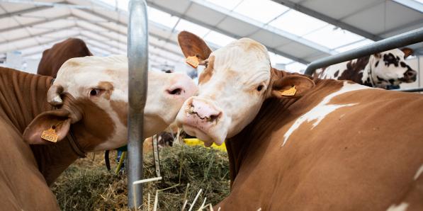 Langue bleue vaccination