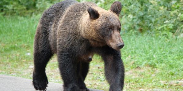 Ours Japonais