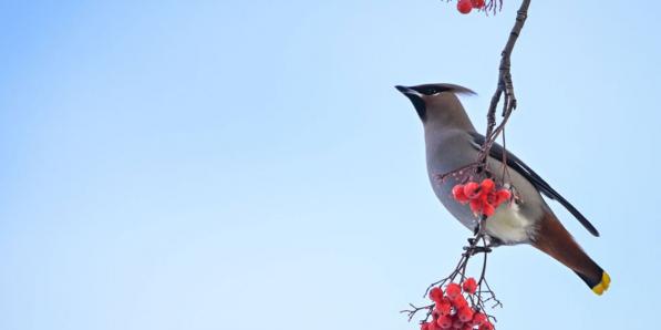 Pestvogel