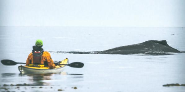 kayak baleine