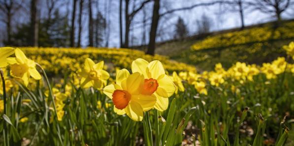 Champs de jonquilles