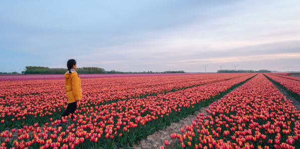 Les plus beaux endroits où admirer les tulipes aux Pays-Bas