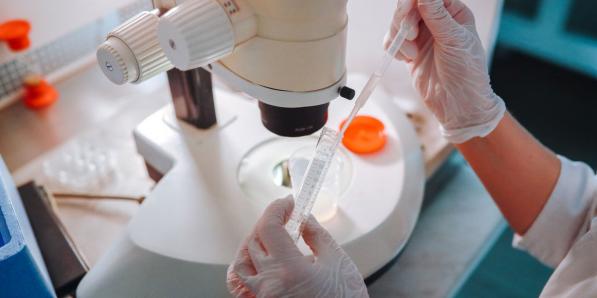 inseminatie