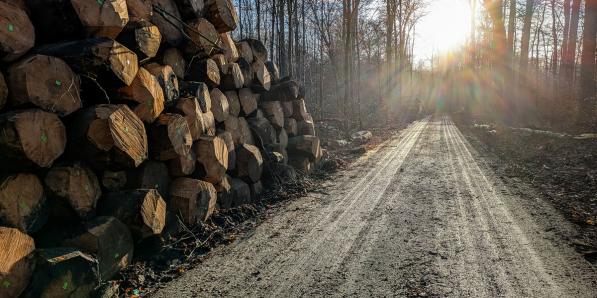 Bomen zonienwoud getty