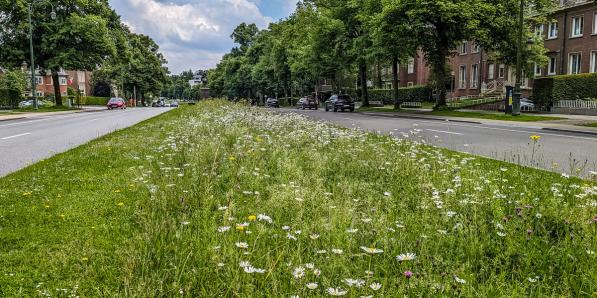 Middenberm