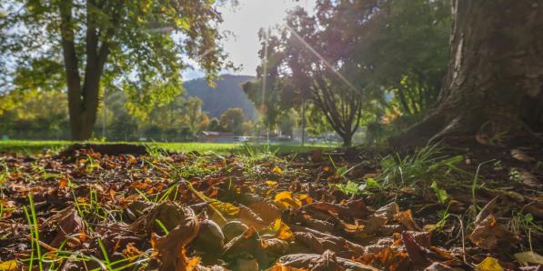 Feuilles mortes été