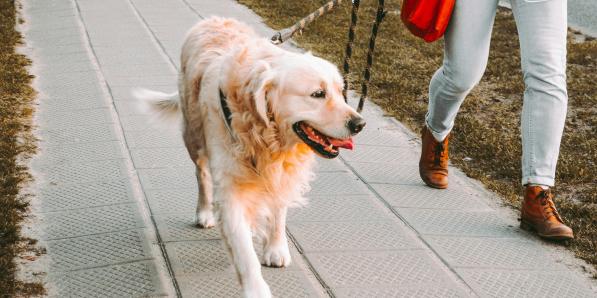 Les propriétaires qui font appel à des promeneurs de chiens habitent essentiellement en ville.