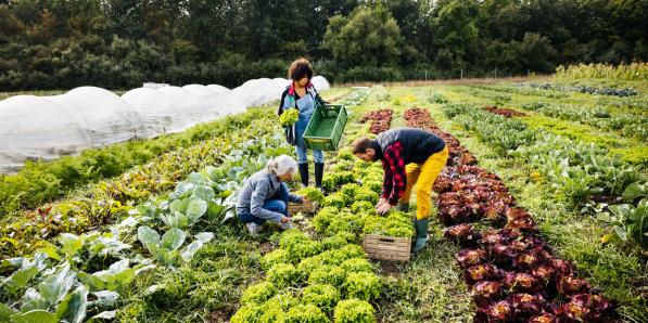 biologisch tuinieren landbouw