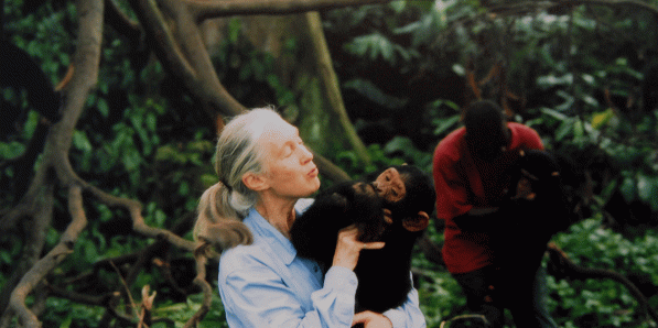 Jane Goodall in 1995