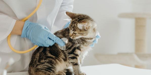 poes dierenarts