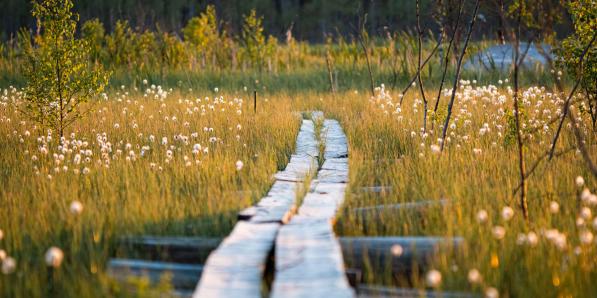 stilte natuur levenspad
