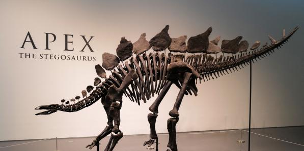 Apex de stegosaurus