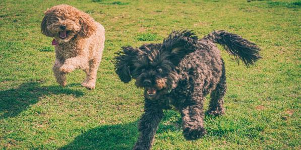 Antwerp Dog Trail