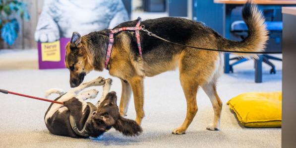 minder stress met hond op kantoor
