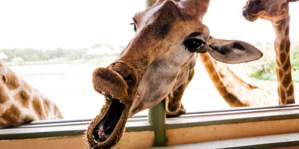 Comedy Wildlife Photography Awards