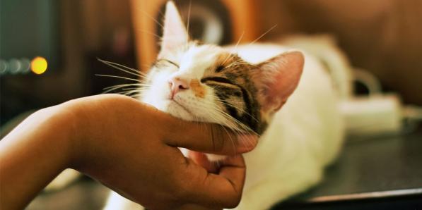 katten huisdier