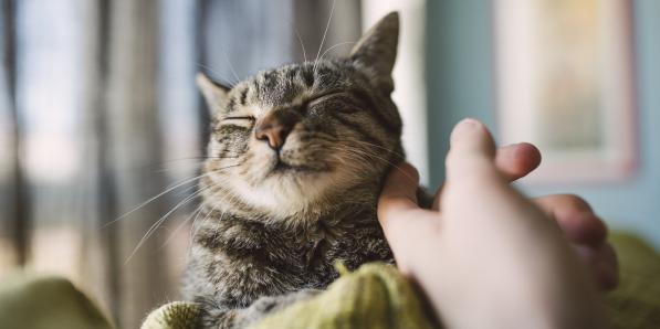 Chats