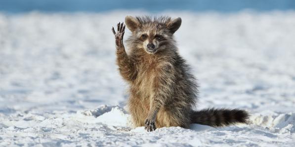 grappigste dierenfoto's 2022