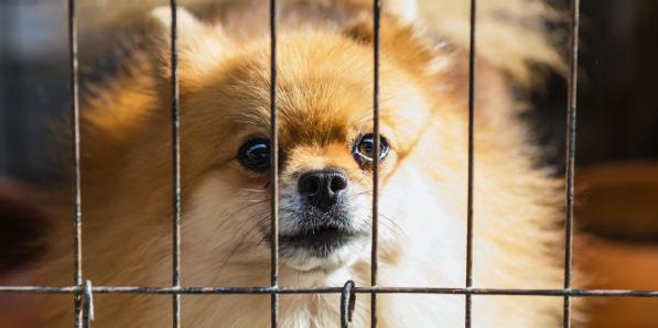 tips dier adopteren