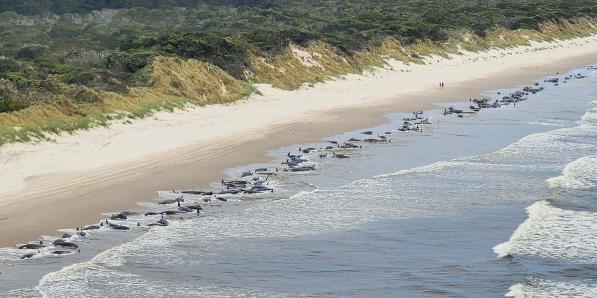 cetaces tasmanie plage echouage