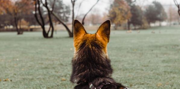 Honden