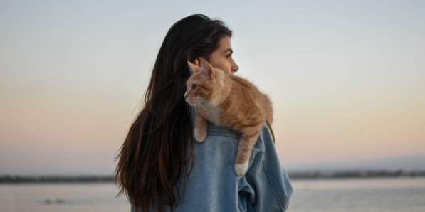 Kat herkent